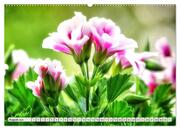 Pelargonien. Die Klassiker unter den Blühwundern (hochwertiger Premium Wandkalender 2024 DIN A2 quer), Kunstdruck in Hochglanz - Abbildung 9