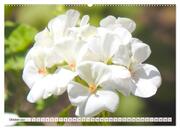 Pelargonien. Die Klassiker unter den Blühwundern (hochwertiger Premium Wandkalender 2024 DIN A2 quer), Kunstdruck in Hochglanz - Abbildung 11