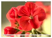 Pelargonien. Die Klassiker unter den Blühwundern (hochwertiger Premium Wandkalender 2024 DIN A2 quer), Kunstdruck in Hochglanz - Abbildung 13