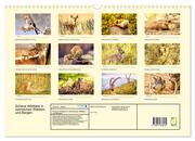 Scheue Wildtiere in heimischen Wäldern und Bergen (Wandkalender 2024 DIN A3 quer), CALVENDO Monatskalender - Abbildung 1