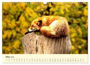Scheue Wildtiere in heimischen Wäldern und Bergen (Wandkalender 2024 DIN A3 quer), CALVENDO Monatskalender - Abbildung 5