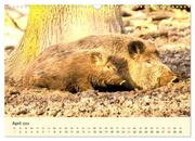 Scheue Wildtiere in heimischen Wäldern und Bergen (Wandkalender 2024 DIN A3 quer), CALVENDO Monatskalender - Abbildung 6