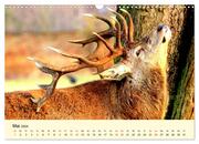 Scheue Wildtiere in heimischen Wäldern und Bergen (Wandkalender 2024 DIN A3 quer), CALVENDO Monatskalender - Abbildung 7