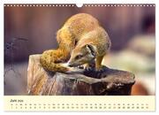 Scheue Wildtiere in heimischen Wäldern und Bergen (Wandkalender 2024 DIN A3 quer), CALVENDO Monatskalender - Abbildung 8