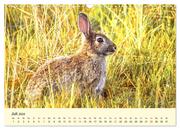 Scheue Wildtiere in heimischen Wäldern und Bergen (Wandkalender 2024 DIN A3 quer), CALVENDO Monatskalender - Abbildung 9