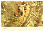 Scheue Wildtiere in heimischen Wäldern und Bergen (Wandkalender 2024 DIN A3 quer), CALVENDO Monatskalender - Abbildung 10