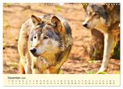 Scheue Wildtiere in heimischen Wäldern und Bergen (Wandkalender 2024 DIN A3 quer), CALVENDO Monatskalender - Abbildung 14