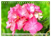 Hortensien. Zauberhafte Blütenpracht (Tischkalender 2024 DIN A5 quer), CALVENDO Monatskalender - Abbildung 3