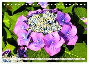 Hortensien. Zauberhafte Blütenpracht (Tischkalender 2024 DIN A5 quer), CALVENDO Monatskalender - Abbildung 6