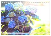 Hortensien. Zauberhafte Blütenpracht (Tischkalender 2024 DIN A5 quer), CALVENDO Monatskalender - Abbildung 7