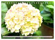Hortensien. Zauberhafte Blütenpracht (Tischkalender 2024 DIN A5 quer), CALVENDO Monatskalender - Abbildung 11