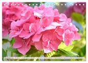 Hortensien. Zauberhafte Blütenpracht (Tischkalender 2024 DIN A5 quer), CALVENDO Monatskalender - Abbildung 13