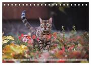 Wildes Wohnzimmer - Die Bengalkatze (Tischkalender 2024 DIN A5 quer), CALVENDO Monatskalender - Abbildung 3