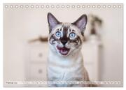 Wildes Wohnzimmer - Die Bengalkatze (Tischkalender 2024 DIN A5 quer), CALVENDO Monatskalender - Abbildung 4
