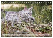 Wildes Wohnzimmer - Die Bengalkatze (Tischkalender 2024 DIN A5 quer), CALVENDO Monatskalender - Abbildung 5