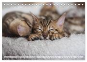 Wildes Wohnzimmer - Die Bengalkatze (Tischkalender 2024 DIN A5 quer), CALVENDO Monatskalender - Abbildung 6