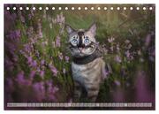 Wildes Wohnzimmer - Die Bengalkatze (Tischkalender 2024 DIN A5 quer), CALVENDO Monatskalender - Abbildung 7