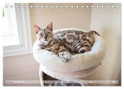Wildes Wohnzimmer - Die Bengalkatze (Tischkalender 2024 DIN A5 quer), CALVENDO Monatskalender - Abbildung 8