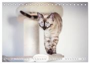 Wildes Wohnzimmer - Die Bengalkatze (Tischkalender 2024 DIN A5 quer), CALVENDO Monatskalender - Abbildung 11