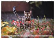Wildes Wohnzimmer - Die Bengalkatze (Wandkalender 2024 DIN A3 quer), CALVENDO Monatskalender - Abbildung 3