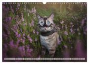 Wildes Wohnzimmer - Die Bengalkatze (Wandkalender 2024 DIN A3 quer), CALVENDO Monatskalender - Abbildung 7