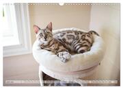Wildes Wohnzimmer - Die Bengalkatze (Wandkalender 2024 DIN A3 quer), CALVENDO Monatskalender - Abbildung 8