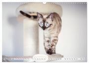 Wildes Wohnzimmer - Die Bengalkatze (Wandkalender 2024 DIN A3 quer), CALVENDO Monatskalender - Abbildung 11