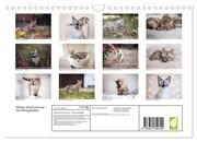 Wildes Wohnzimmer - Die Bengalkatze (Wandkalender 2024 DIN A4 quer), CALVENDO Monatskalender - Abbildung 1