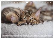 Wildes Wohnzimmer - Die Bengalkatze (Wandkalender 2024 DIN A4 quer), CALVENDO Monatskalender - Abbildung 6