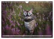 Wildes Wohnzimmer - Die Bengalkatze (Wandkalender 2024 DIN A4 quer), CALVENDO Monatskalender - Abbildung 7