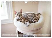 Wildes Wohnzimmer - Die Bengalkatze (Wandkalender 2024 DIN A4 quer), CALVENDO Monatskalender - Abbildung 8
