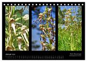 Heimische Orchideen im Dreierpack (Tischkalender 2024 DIN A5 quer), CALVENDO Monatskalender - Abbildung 3