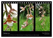Heimische Orchideen im Dreierpack (Tischkalender 2024 DIN A5 quer), CALVENDO Monatskalender - Abbildung 4