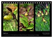 Heimische Orchideen im Dreierpack (Tischkalender 2024 DIN A5 quer), CALVENDO Monatskalender - Abbildung 6