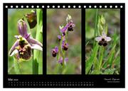 Heimische Orchideen im Dreierpack (Tischkalender 2024 DIN A5 quer), CALVENDO Monatskalender - Abbildung 7