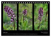 Heimische Orchideen im Dreierpack (Tischkalender 2024 DIN A5 quer), CALVENDO Monatskalender - Abbildung 8