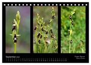 Heimische Orchideen im Dreierpack (Tischkalender 2024 DIN A5 quer), CALVENDO Monatskalender - Abbildung 11