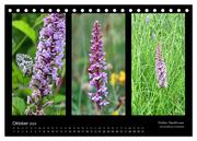 Heimische Orchideen im Dreierpack (Tischkalender 2024 DIN A5 quer), CALVENDO Monatskalender - Abbildung 12