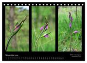 Heimische Orchideen im Dreierpack (Tischkalender 2024 DIN A5 quer), CALVENDO Monatskalender - Abbildung 13