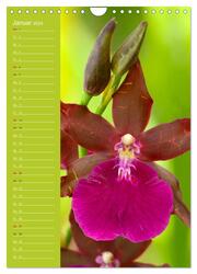 Betörende Orchideenvielfalt (Wandkalender 2024 DIN A4 hoch), CALVENDO Monatskalender - Abbildung 3