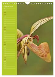Betörende Orchideenvielfalt (Wandkalender 2024 DIN A4 hoch), CALVENDO Monatskalender - Abbildung 4