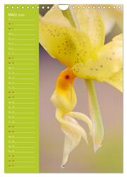 Betörende Orchideenvielfalt (Wandkalender 2024 DIN A4 hoch), CALVENDO Monatskalender - Abbildung 5