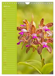 Betörende Orchideenvielfalt (Wandkalender 2024 DIN A4 hoch), CALVENDO Monatskalender - Abbildung 6