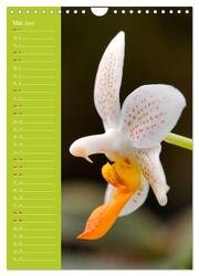 Betörende Orchideenvielfalt (Wandkalender 2024 DIN A4 hoch), CALVENDO Monatskalender - Abbildung 7