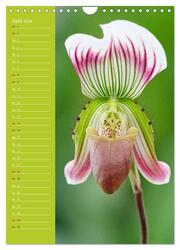 Betörende Orchideenvielfalt (Wandkalender 2024 DIN A4 hoch), CALVENDO Monatskalender - Abbildung 8