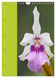 Betörende Orchideenvielfalt (Wandkalender 2024 DIN A4 hoch), CALVENDO Monatskalender - Abbildung 9