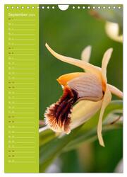 Betörende Orchideenvielfalt (Wandkalender 2024 DIN A4 hoch), CALVENDO Monatskalender - Abbildung 11