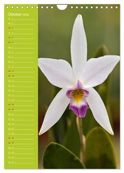 Betörende Orchideenvielfalt (Wandkalender 2024 DIN A4 hoch), CALVENDO Monatskalender - Abbildung 12