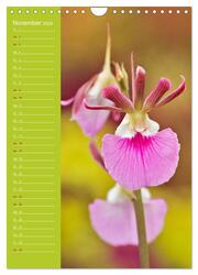 Betörende Orchideenvielfalt (Wandkalender 2024 DIN A4 hoch), CALVENDO Monatskalender - Abbildung 13