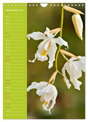 Betörende Orchideenvielfalt (Wandkalender 2024 DIN A4 hoch), CALVENDO Monatskalender - Abbildung 14
